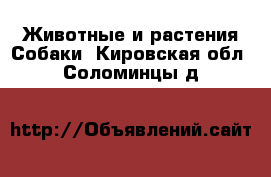 Животные и растения Собаки. Кировская обл.,Соломинцы д.